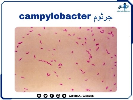 جرثوم ال Campylobacter 