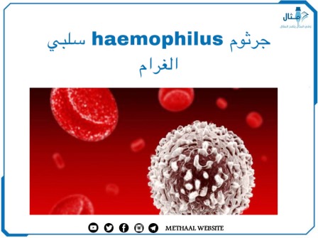 جرثوم ال Hemophilus سلبي الغرام