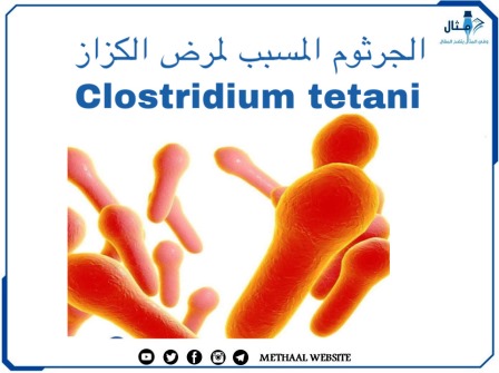 الجرثوم المسبب لمرض الكزاز Clostridium tetani