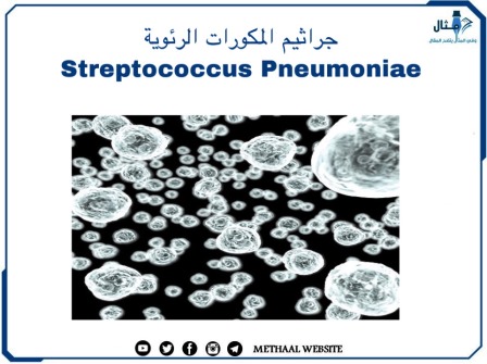 جراثيم المكورات الرئوية Streptococcus Pneumoniae