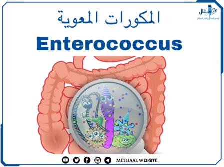 المكورات المعوية Enterococcus