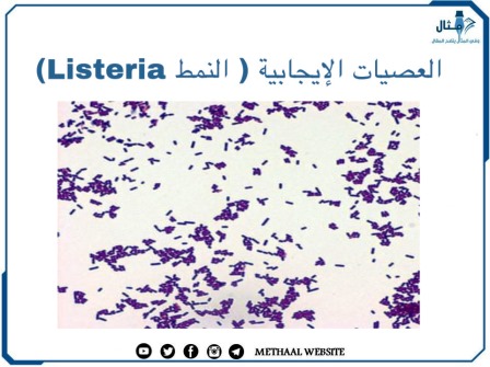 العصيات الإيجابية ( النمط Listeria) 