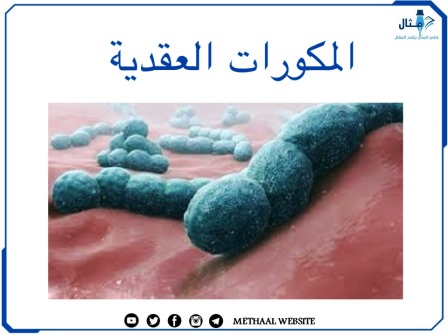 المكورات العقدية Streptococcus 