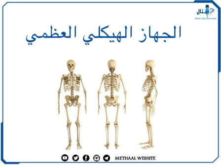 الجهاز الهيكلي العظمي  Skeletal System  