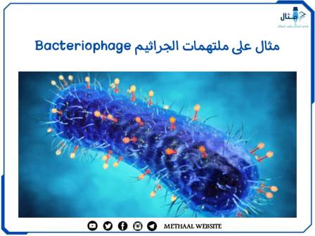 مثال على ملتهمات الجراثيم Bacteriophage 