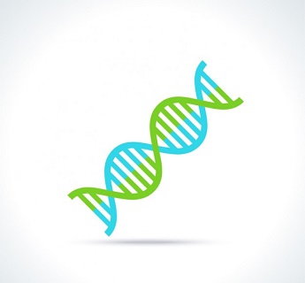 المسؤول ال dna الوراثية عن الجزء الخلية الصفات هو في المادة الوراثية