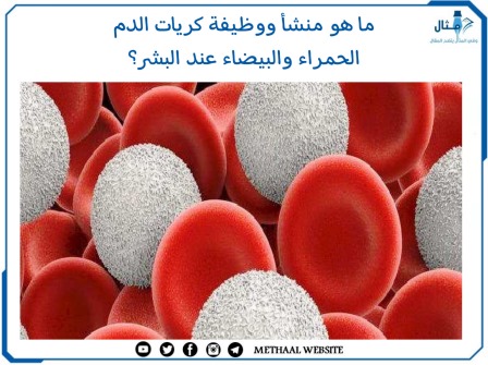 ما هو منشأ ووظيفة كريات الدم الحمراء والبيضاء عند البشر؟