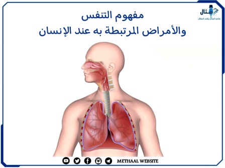 مفهوم التنفس والأمراض المرتبطة به عند الإنسان