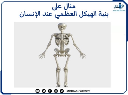 مثال على بنية الهيكل العظمي عند الإنسان
