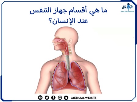 ما هي أقسام جهاز التنفس عند الإنسان؟