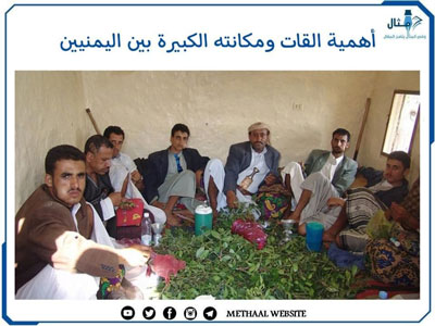أهمية القات ومكانته الكبيرة بين اليمنيين