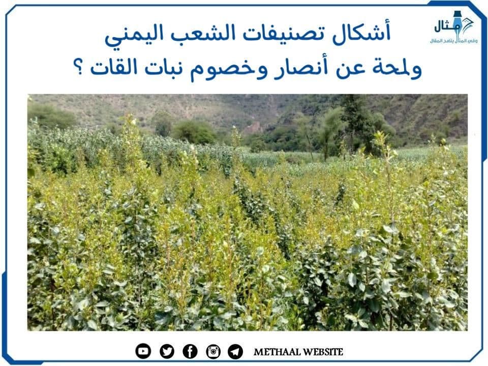 مالم تعرفه من قبل عن شجرة القات أخطر ثقافة شعبية في اليمن و4 من أنواع القات المختلفة 