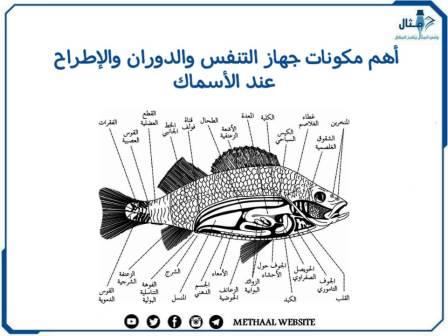 أهم مكونات جهاز التنفس والدوران والإطراح عند الأسماك
