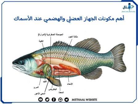 أهم مكونات الجهاز العضلي والهضمي عند الأسماك