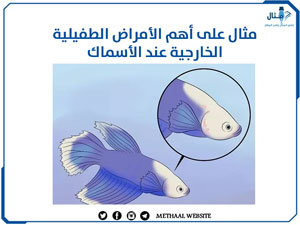 مثال على أهم الأمراض الطفيلية الخارجية عند الأسماك 